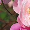 Rosa 'Hall Plot', flowers