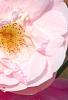Rosa 'Hall Plot', flowers