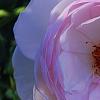 Rosa 'Josephine Land', flowers