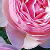 Rosa 'Josephine Land', flowers