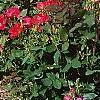 Rosa 'Knockout', habit