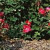 Rosa 'Knockout', habit