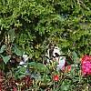 Rosa 'Knockout', habit