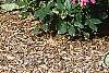 Rosa 'Knockout', habit