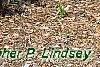 Rosa 'Knockout', habit