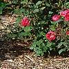 Rosa 'Knockout', habit