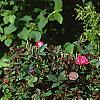 Rosa 'Knockout', habit
