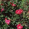 Rosa 'Knockout', habit