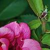 Rosa 'Knockout', flowers