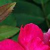 Rosa 'Knockout', flowers
