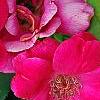 Rosa 'Knockout', flowers