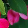 Rosa 'Knockout', flowers