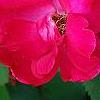 Rosa 'Knockout', flowers