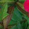 Rosa 'Knockout', flowers