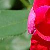 Rosa 'Knockout', flowers