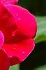Rosa 'Knockout', flowers