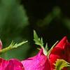 Rosa 'Knockout', flowers