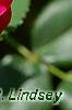 Rosa 'Knockout', flowers