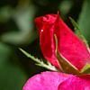 Rosa 'Knockout', flowers