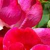 Rosa 'Knockout', flowers