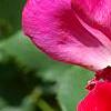 Rosa 'Knockout', flowers