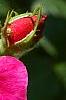 Rosa 'Knockout', flowers
