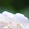 Rosa 'Noisette CarnÃ©e', flowers