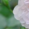 Rosa 'Noisette CarnÃ©e', flowers