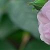 Rosa 'Noisette CarnÃ©e', flowers