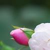 Rosa 'Noisette CarnÃ©e', flowers