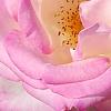 Rosa 'Princesse de Monaco', flowers