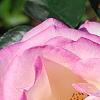 Rosa 'Princesse de Monaco', flowers