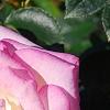 Rosa 'Princesse de Monaco', flowers