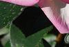 Rosa 'Princesse de Monaco', flowers
