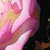 Rosa 'Princesse de Monaco', flowers