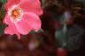 Rosa 'Pink Meidiland', flowers