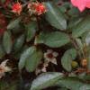 Rosa 'Pink Meidiland', flowers