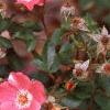 Rosa 'Pink Meidiland', flowers