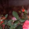 Rosa 'Pink Meidiland', flowers