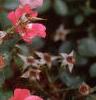 Rosa 'Pink Meidiland', flowers