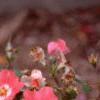Rosa 'Pink Meidiland', flowers