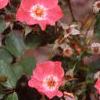 Rosa 'Pink Meidiland', flowers