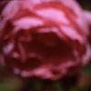 Rosa 'Queen Elizabeth', flowers