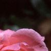 Rosa 'Queen Elizabeth', flowers
