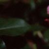 Rosa 'Queen Elizabeth', flowers