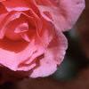 Rosa 'Queen Elizabeth', flowers