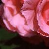Rosa 'Queen Elizabeth', flowers