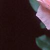 Rosa 'Queen Elizabeth', flowers