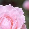 Rosa 'Queen Elizabeth', flowers