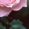 Rosa 'Queen Elizabeth', flowers